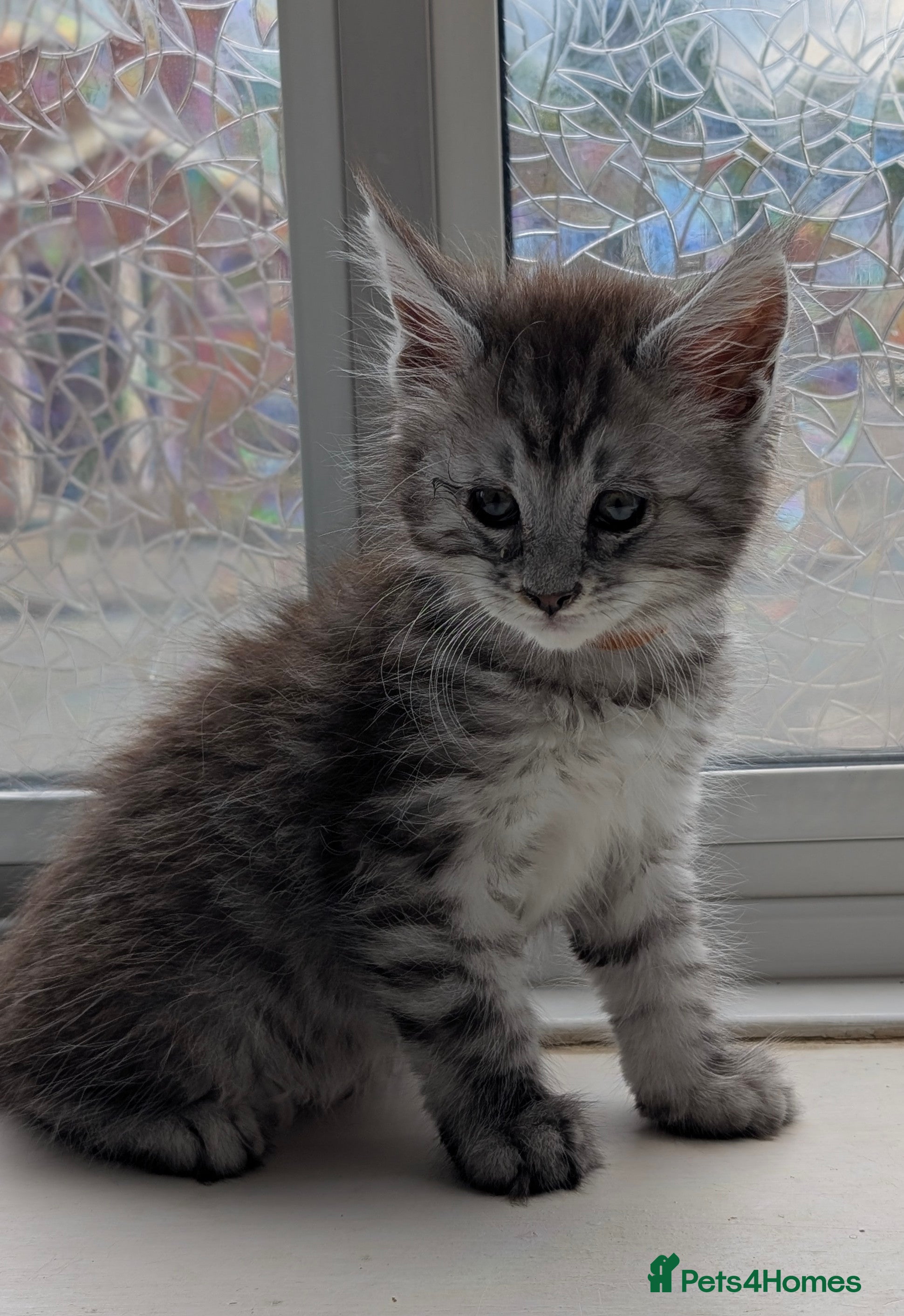 Maine Coon cats Adorable balls of fur 😻 - Advert 2