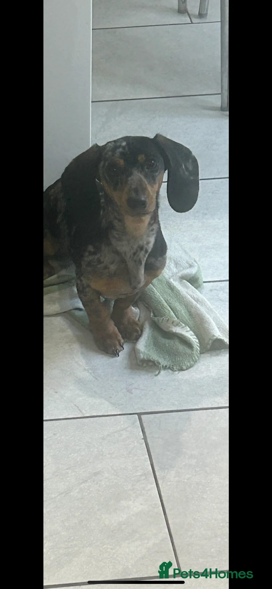 Miniature Dachshund dogs for sale: Beautiful little girl - Advert 4