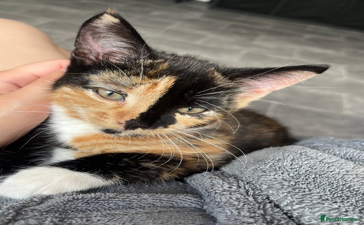 Domestic Shorthair cats - Advert 6