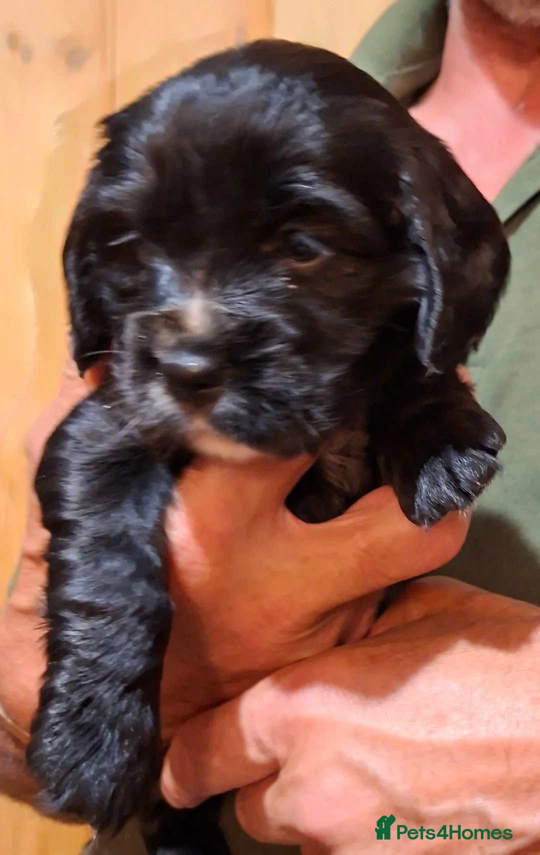 Cockalier dogs for sale: Cockalier girls.DNA health tested parents  - Advert 10