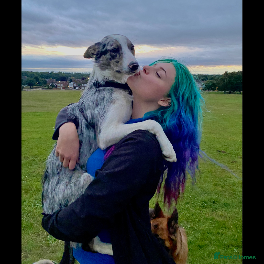 Gallery Image {{count}}