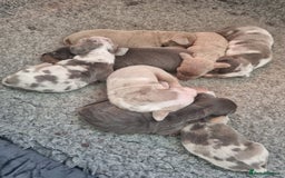 Dachshund dogs for sale: 8 Smooth Haired miniature dachshund pups  - Advert 6