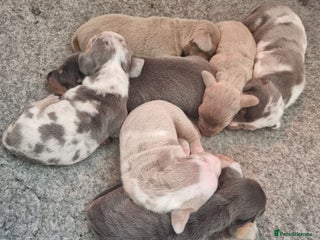 Dachshund dogs 8 Smooth Haired miniature dachshund pups - Advert 14