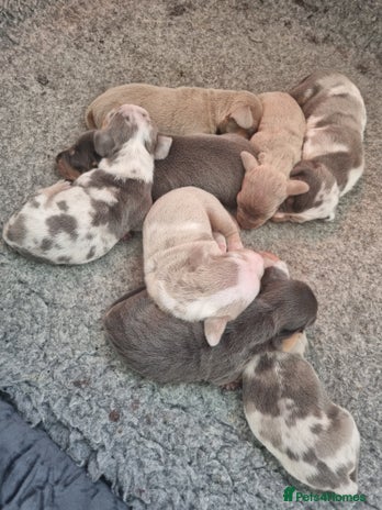 Dachshund dogs 8 Smooth Haired miniature dachshund pups - Advert 11