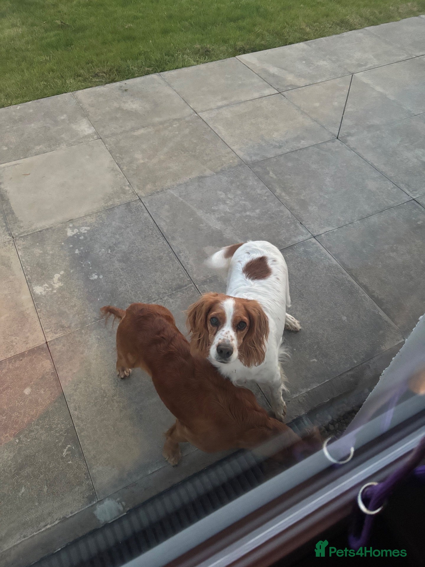 Cocker Spaniel dogs Kc registered working cocker spaniel puppies - Advert 7