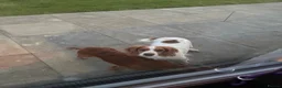 Cocker Spaniel dogs for sale: Kc registered working cocker spaniel puppies in Dalry - Advert 1