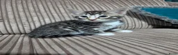 Bengal cats for sale: Bengal X DLH kittens  - Advert 32