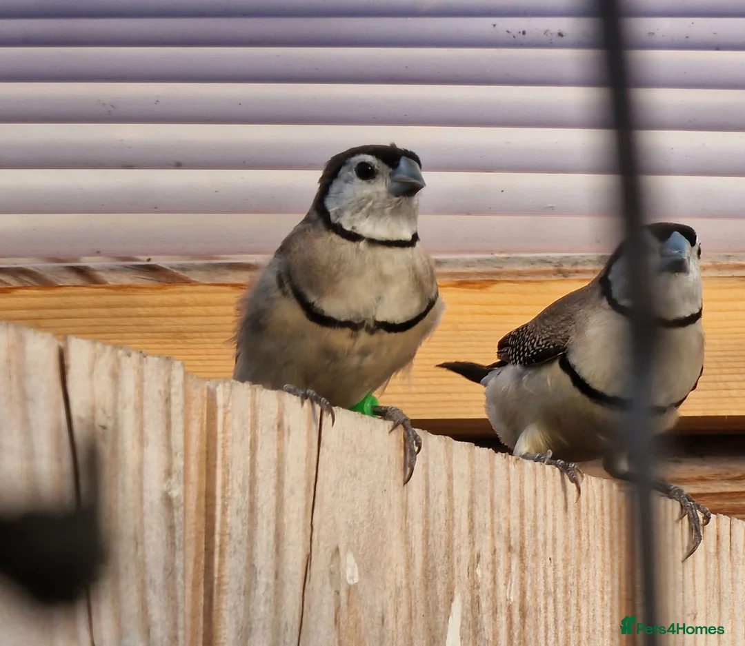 Finches birds for sale: Female Owl Finch rung - Advert 6