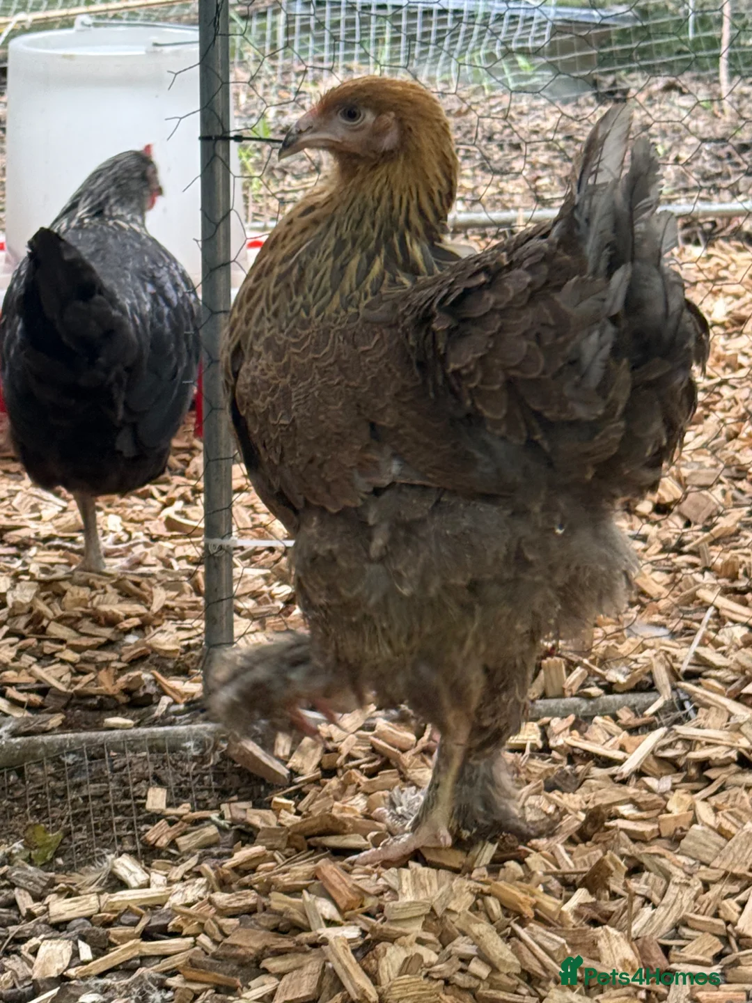 Chickens poultry for sale: Brahma hens 17 weeks old  - Advert 1