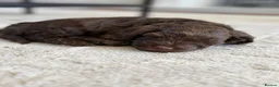 Mixed Breed dogs for sale: Chocolate Brown Cavapoo/Cockapoo pups - Advert 13