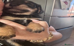 Mixed Breed dogs for sale: Miniature Schnauzer X Cockapoo - Image 16