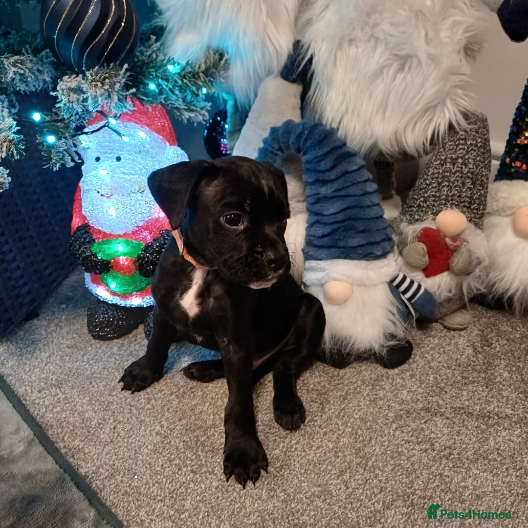 Mixed Breed dogs for sale: Staffy/English Bulldog puppies - Advert 7