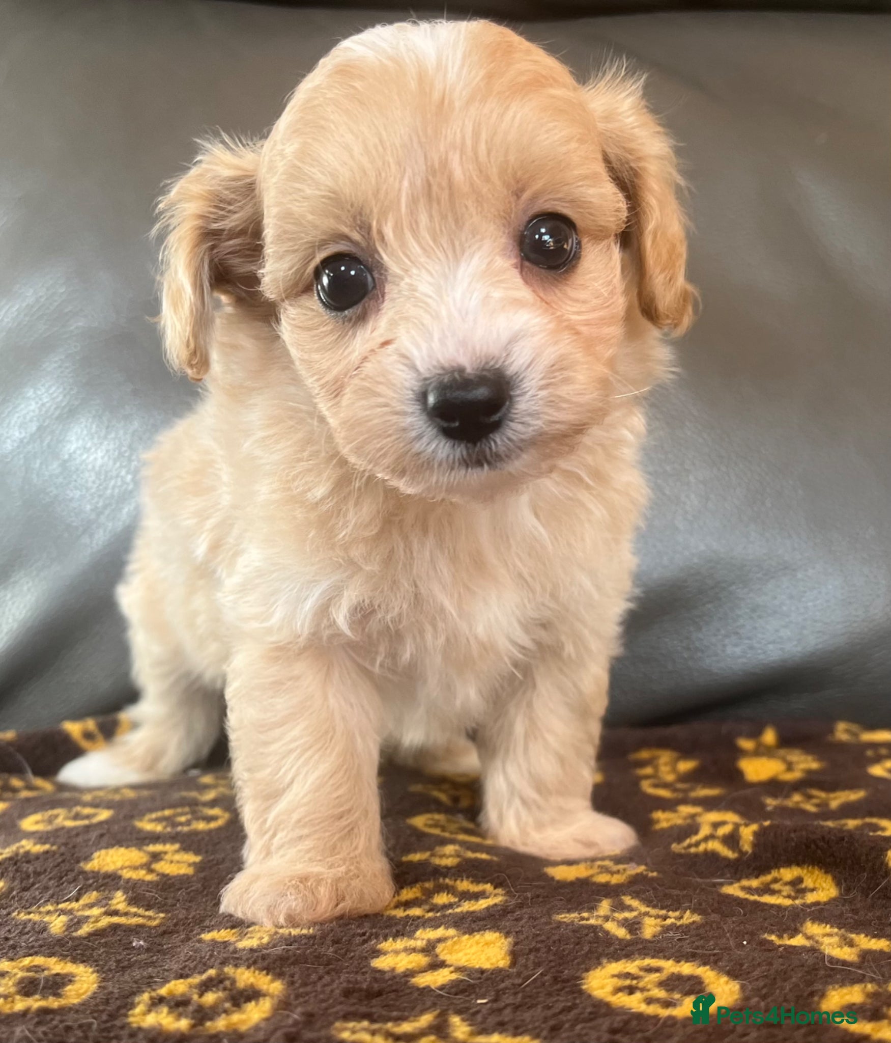 Maltipoo dogs Outstanding Maltipoo Puppies ready now  - Advert 2