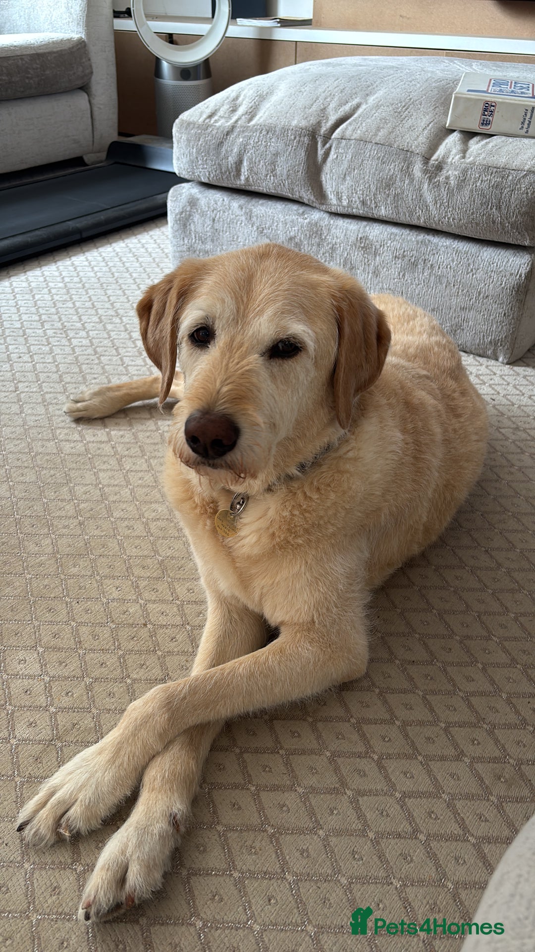 Mixed Breed dogs for sale: Harry - available for adoption  - Image 8