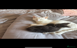 Mixed Breed cats for sale: Sweet kitten needs a home ASAP - Image 3