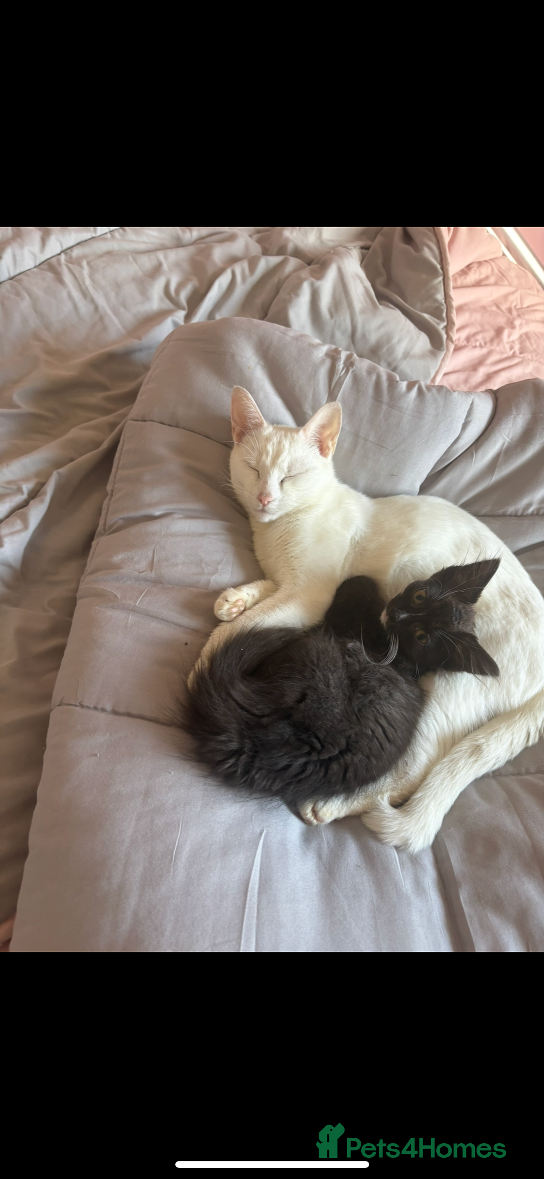 Mixed Breed cats for sale: Sweet kitten needs a home ASAP - Image 3