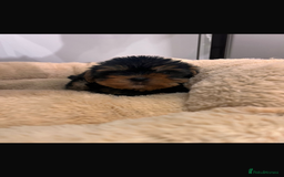 Yorkshire Terrier dogs for sale: Yorkshire terrier puppies  - Image 5