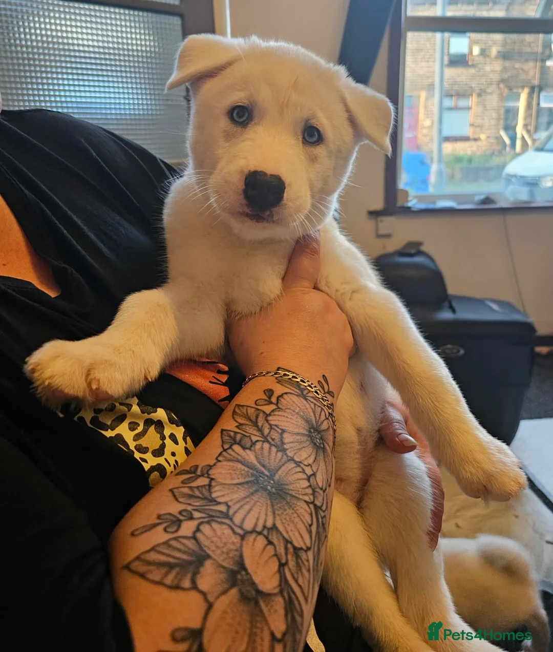 Siberian Husky dogs for sale: Two stunning white female husky puppies  - Advert 5