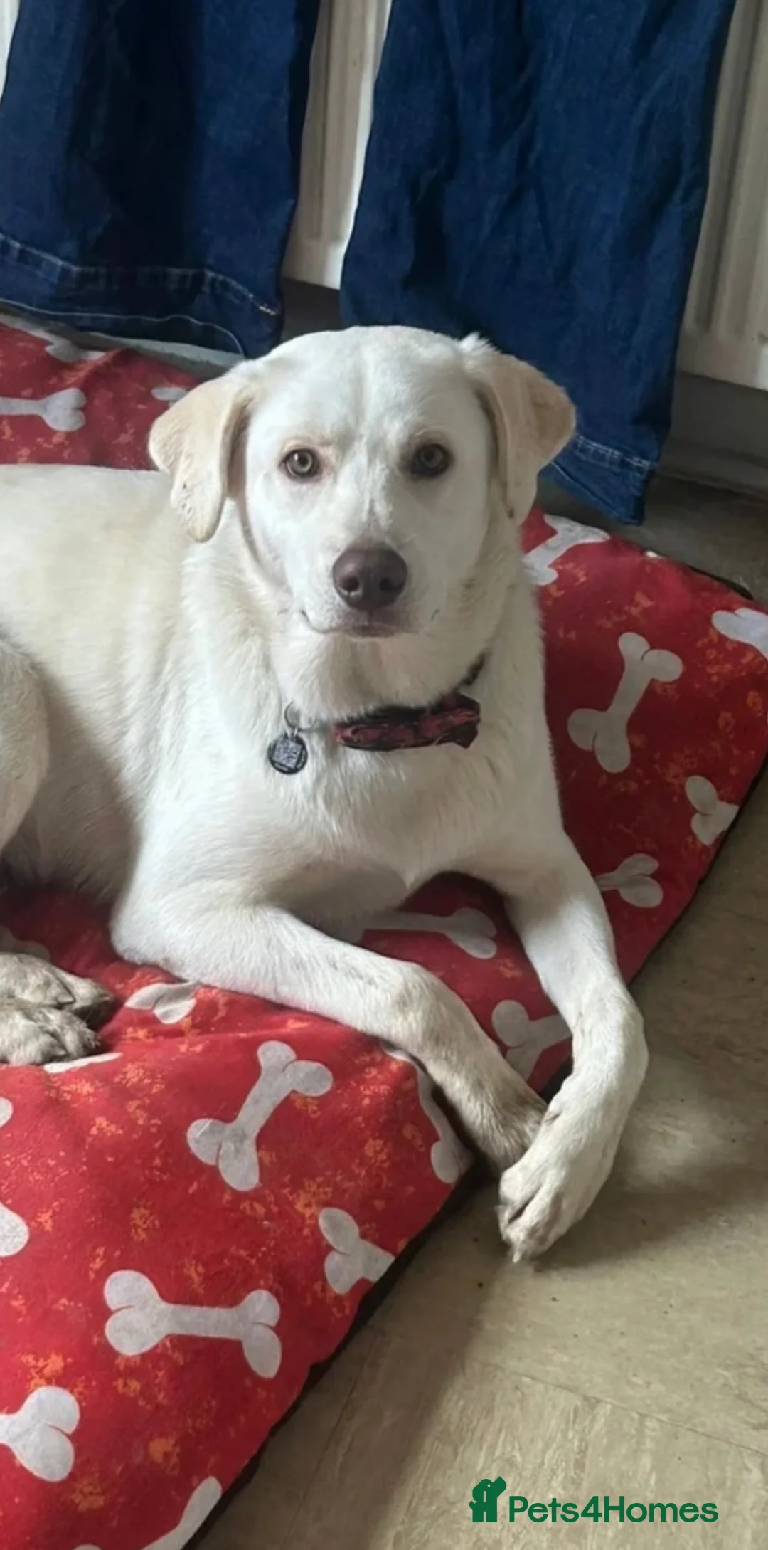 Mixed Breed dogs for sale: Ralphie in Skegness - Advert 1