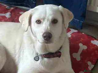 Mixed Breed dogs Ralphie - Advert 6