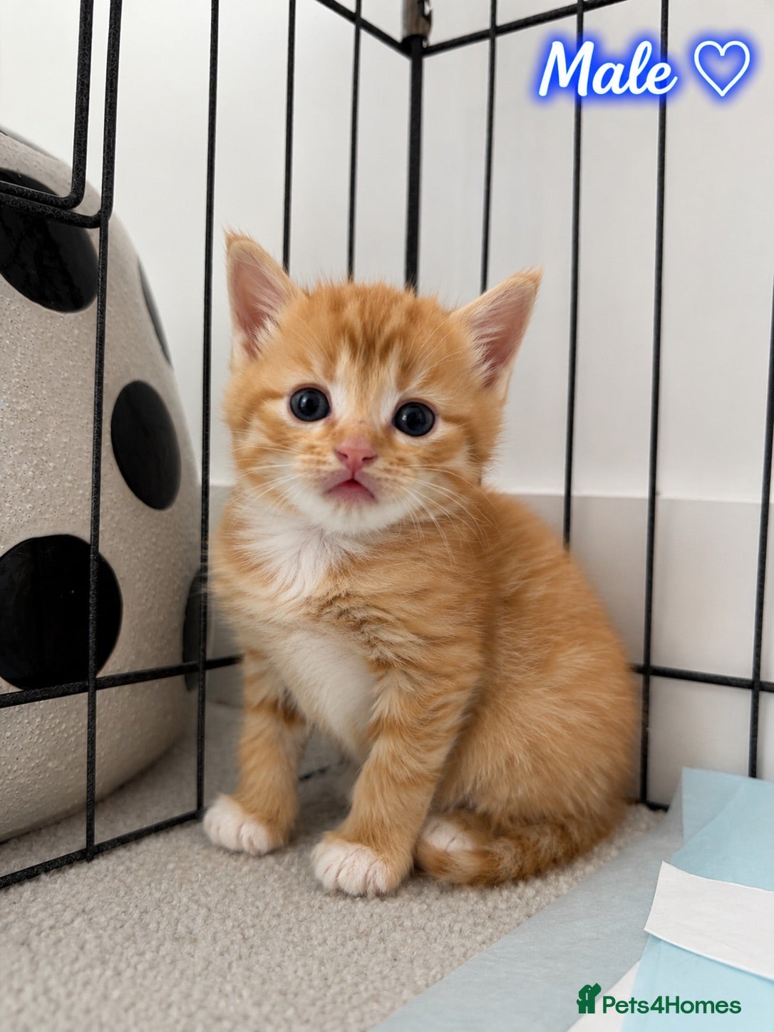 Mixed Breed cats Beautiful Kittens Looking for Their Forever Home - Advert 3