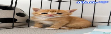 Ginger Male