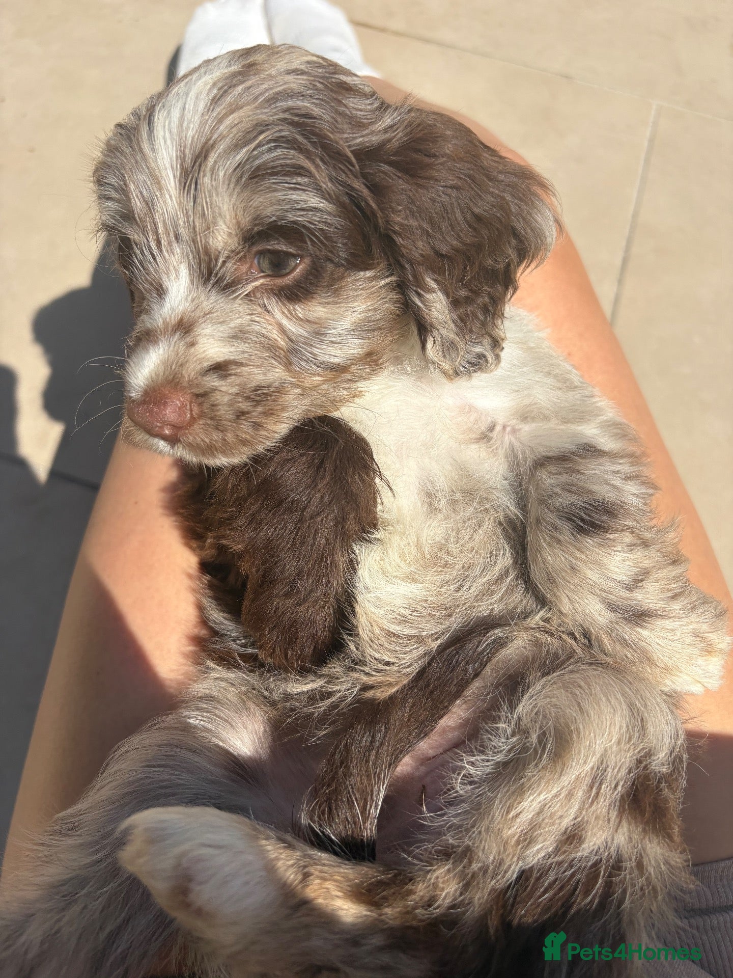 Sproodle dogs Two Beautiful Girls Remaining F1 Merle Sproodles - Advert 1