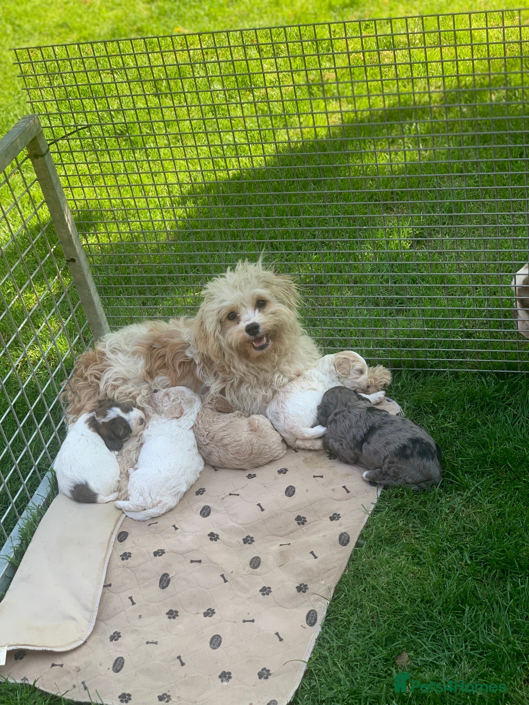 Cavapoo dogs for sale: Beautiful F2 cavapoo girls  - Advert 16
