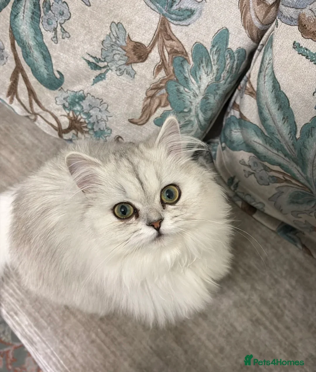 Persian cats for sale: Beautiful Silver White Doll Face Persian Kittens - Advert 6