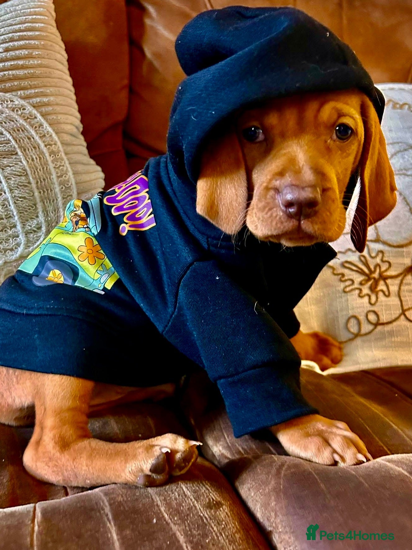 Hungarian Vizsla dogs Hungarian viszla puppies  - Advert 1