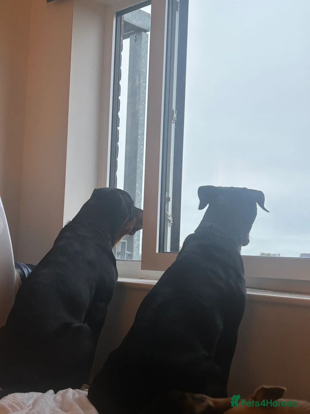 Rottweiler dogs for sale: Rottweiler puppies, only 2 girls left! Ready now  - Advert 8