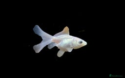Fancy Goldfish fish for sale: Fancy Oranda goldfish - Image 9