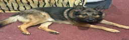 German Shepherd dogs for sale: German shepherd (ex security dog)  male - Advert 5