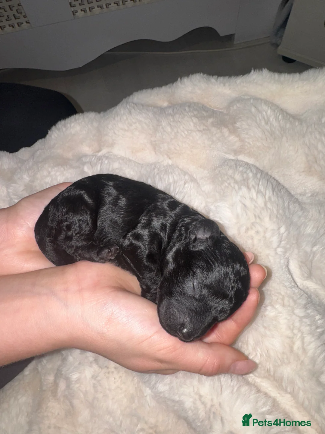Toy Poodle dogs for sale: Health tested Toy poodle puppies! 😍🔥🤩!!! in Liverpool - Advert 11