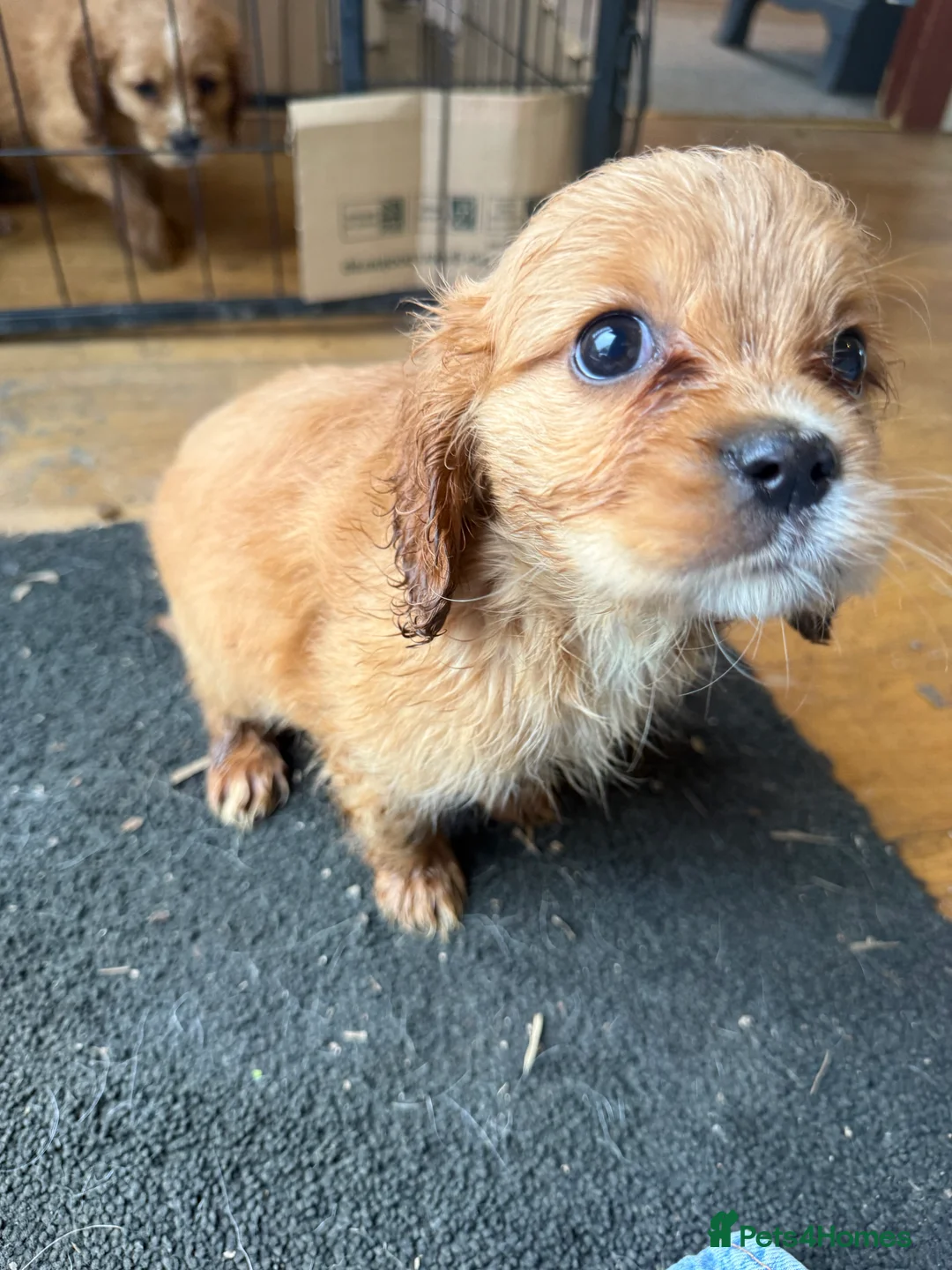 Mixed Breed dogs for sale: Lovely Cavapoos READY NOW apricot and black/white  - Advert 1