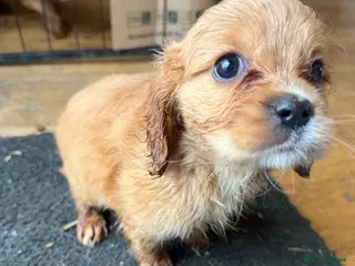 Mixed Breed dogs Lovely Cavapoos F1B apricot and black/white - Advert 2