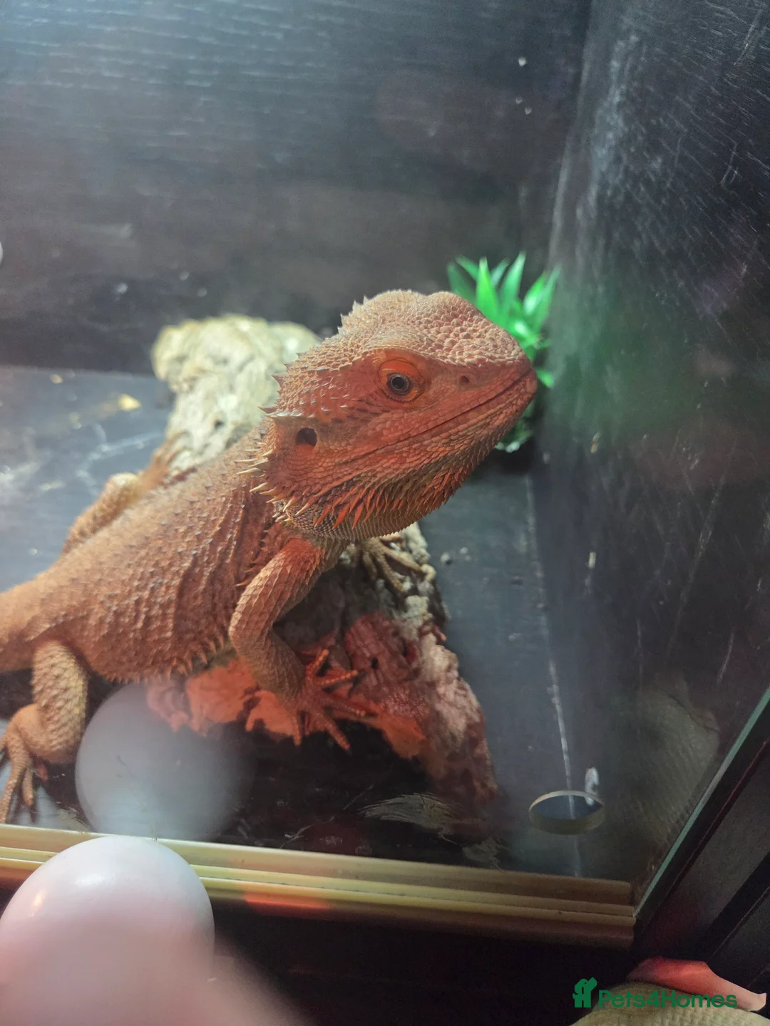 Bearded Dragon reptiles for sale: Male bearded dragon  - Advert 4
