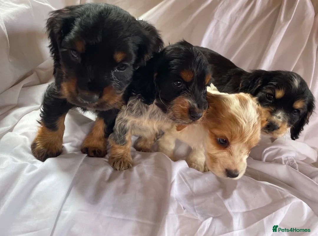 Cocker Spaniel dogs for sale: Blue&Lemon Roan Show Type English cocker puppies  - Advert 1