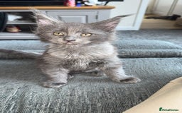 Maine Coon cats for sale: maine coon kittens  - Image 5
