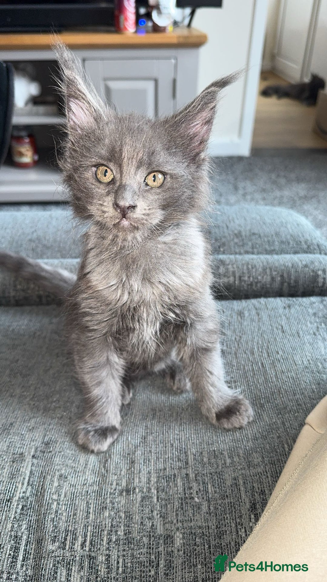 Maine Coon cats for sale: maine coon kittens  - Image 5
