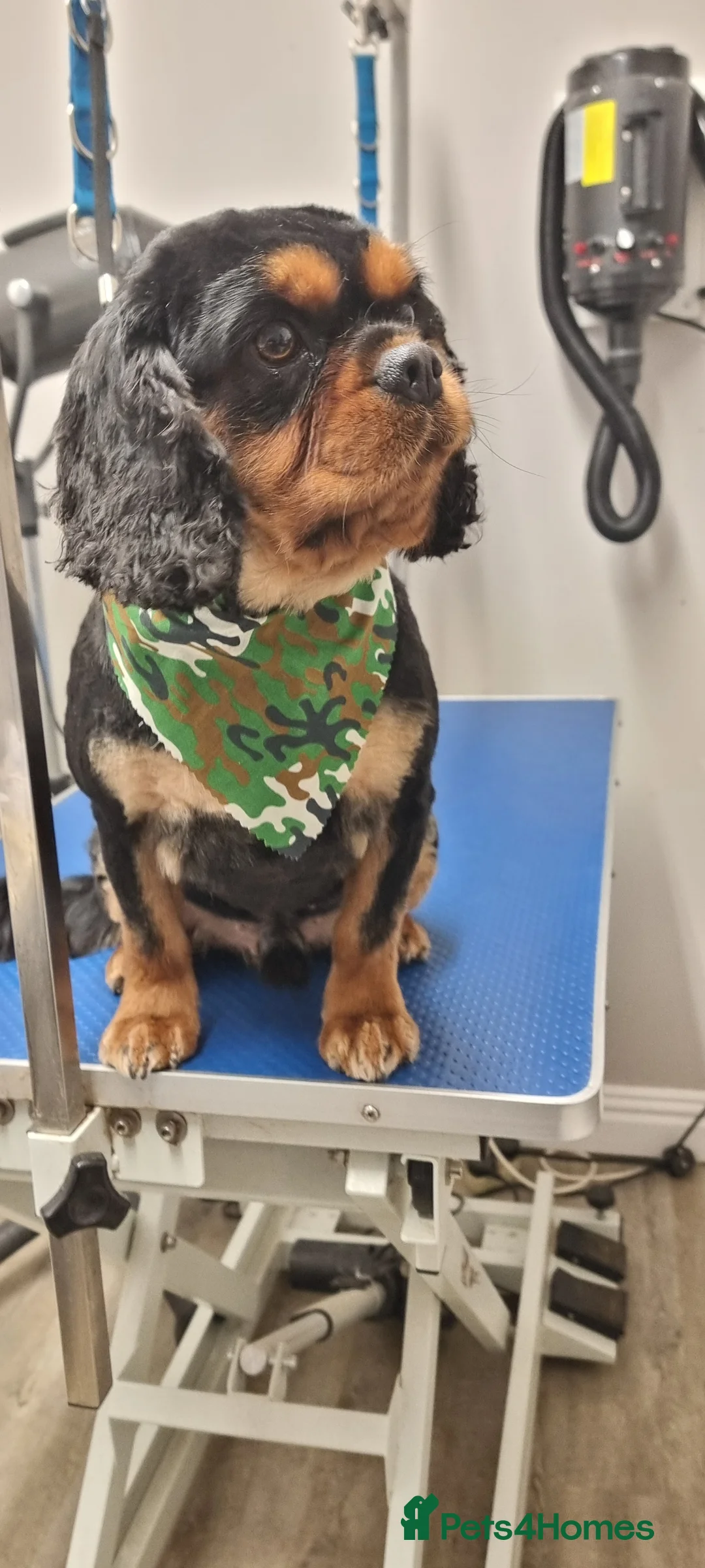 Cavalier King Charles Spaniel dogs for stud: Stud only in Doncaster - Advert 2