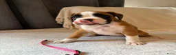 Boxer dogs for sale: *** 22 Championships between parents *** in Newbury - Advert 25