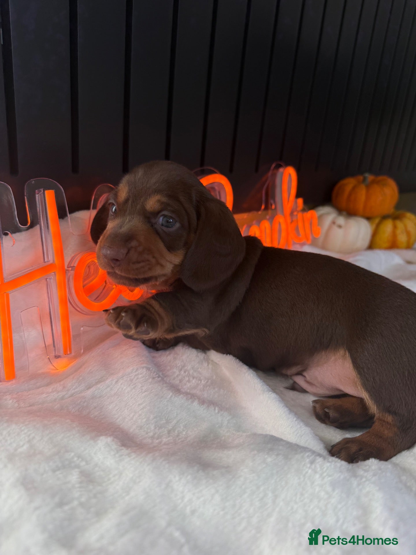 Miniature Dachshund dogs PERFECT LITTER OF MINIATURE DACHSHUNDS - Advert 1