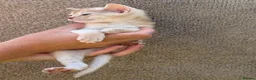 Abyssinian cats for sale: Gorgeous Abyssinian kittens - Advert 16