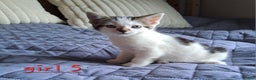 Domestic Shorthair cats for sale: 3 gorgeous kittens for sale - Advert 29