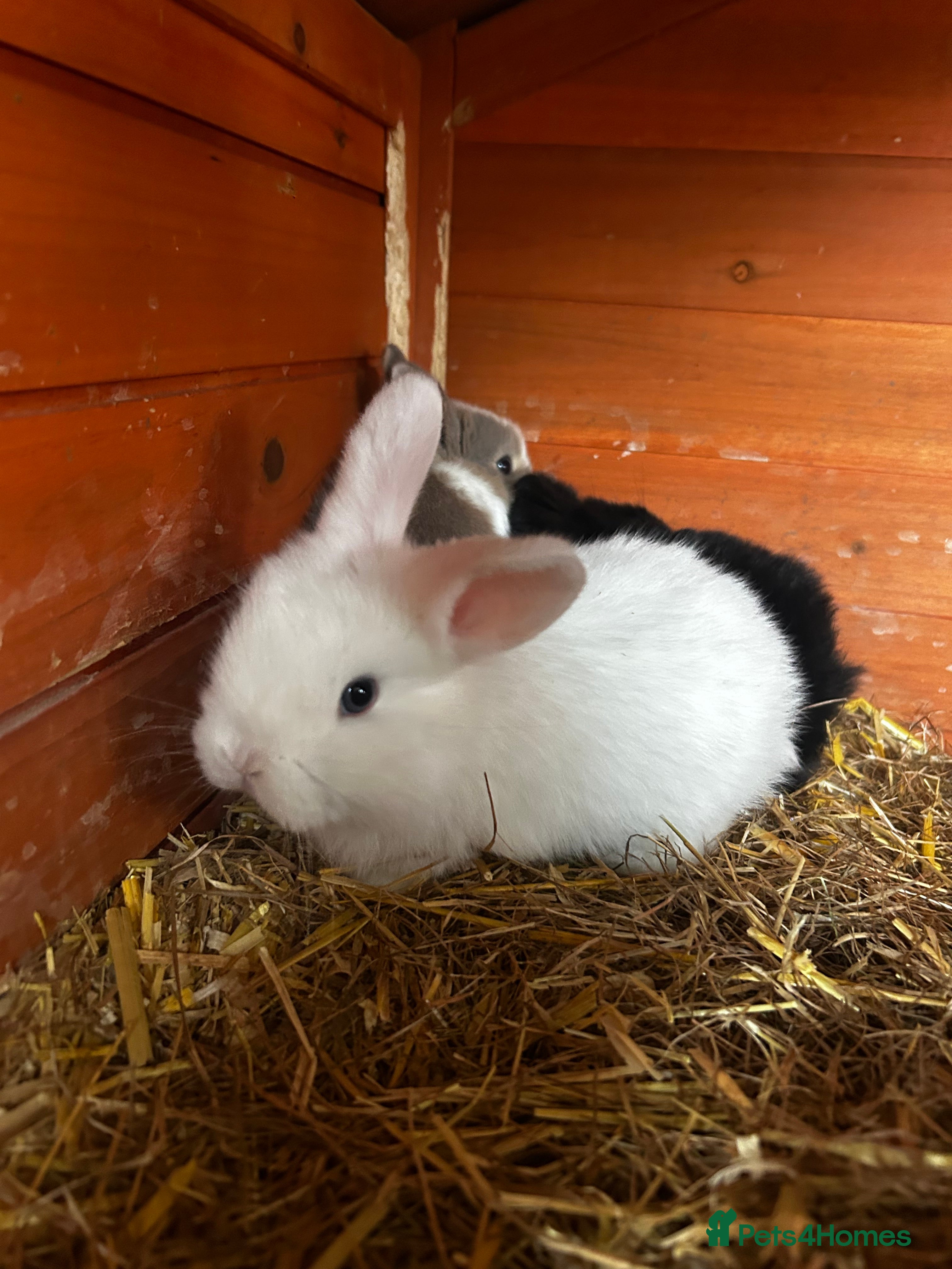 Mixed Breed rabbits READY IN 2 WEEKS 2 remaining Mini lop x lop - Advert 10