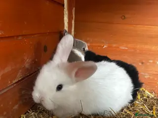 Mixed Breed rabbits READY IN 2 WEEKS 2 remaining Mini lop x lop - Advert 10