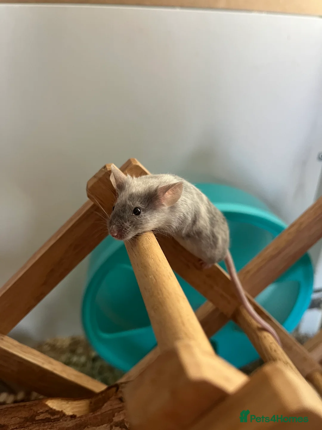 Mouse rodents for sale: Two adult female mice for rehoming - Advert 2