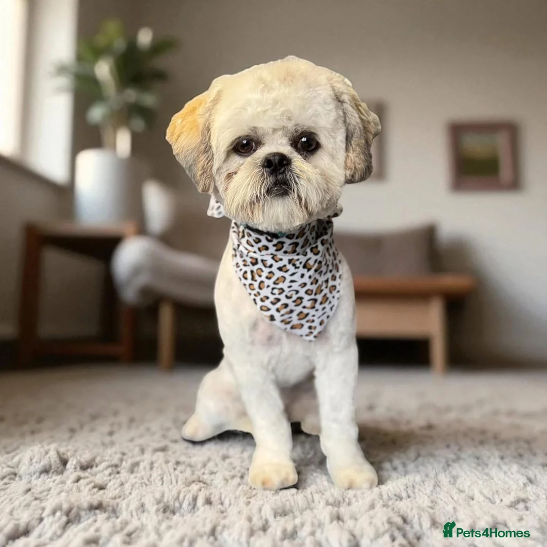 Shih Tzu dogs for sale: For sale male Shih Tzu in Wrexham - Advert 2