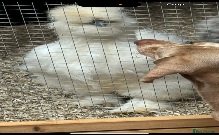 Chickens poultry - Advert 4